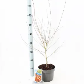 5x Acer Palmatum Katsura 19cm Pot 40cm Shrub Plant