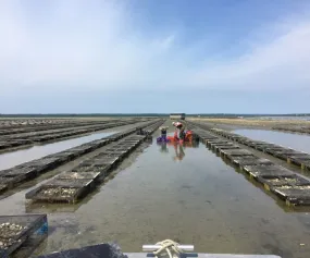 Spring Creek Oysters from Barnstable, MA