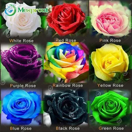 Super Rare Rainbow Rose Seeds - 100 Seed Pack