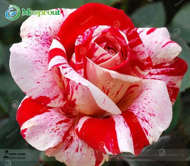 Super Rare Rainbow Rose Seeds - 100 Seed Pack