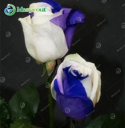 Super Rare Rainbow Rose Seeds - 100 Seed Pack