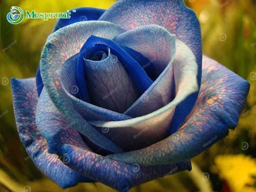 Super Rare Rainbow Rose Seeds - 100 Seed Pack